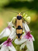 makroinsekter, sniglar på blommor, fingersvampar, orkidéer, löv, med en naturlig bakgrund foto