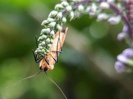 makroinsekter, sniglar på blommor, fingersvampar, orkidéer, löv, med en naturlig bakgrund foto