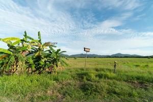 fågelhus bredvid bananplantage foto