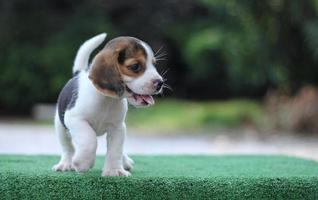 bedårande tricolor beagle på vit skärm. beaglar används i en rad forskningsprocedurer. det allmänna utseendet på beagle liknar en miniatyr rävhund. beaglar har utmärkta näsor. foto