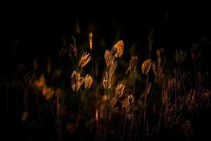 vacker tropisk gräsblomma i naturen foto