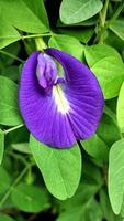 lila fjärilsärtblomma clitoria ternatea är bra för hälsan örtte, en tropisk växt med vackra kronblad och gröna blad foto