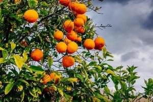 apelsinträd plantager foto