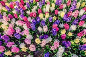 grupp av vackra flerfärgade hyacinter. foto