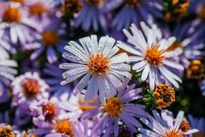 magenta aster rabatt under solljus foto