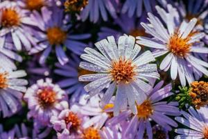 magenta aster rabatt under solljus foto