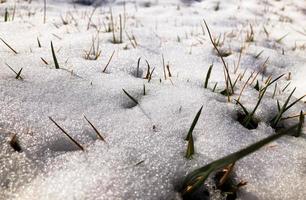 snö på marken med örter. vår sista snö foto