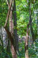 tropisk djungel växter träd vandringsleder muyil mayan ruiner mexico. foto