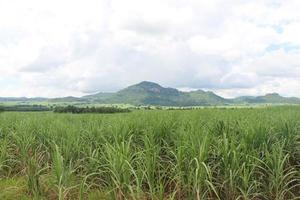 sockerrörsfält med berg och blå himmel som bakgrund. foto