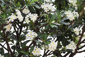 vackra frangipani eller plumeria blommor med gröna blad på träd i trädgården. foto