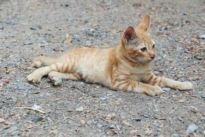 den lilla katten låg på marken och tittade på något. foto