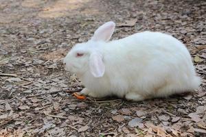 kaninen ligger bekvämt på marken i trädgården. foto