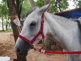 närbild av en vit färg häst. huvud vit färg häst. svart öga stort. foto