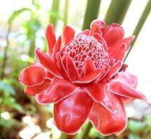 fackla ingefära, etlingera elatior blommor familjen zingiberaceae foto