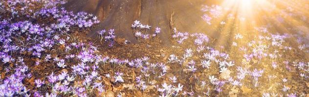 blommande lila krokusblommor i ett mjukt fokus på en solig vårdag foto