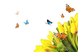 vackra tulpaner och fjärilar. våren natur bakgrund för webb banner foto