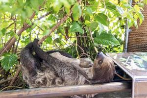 brun fluffig sengångare med ung baby hängande på trädgren i djurparken foto