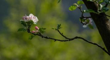 blommande persikaträd foto