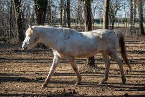 hästarna springer fritt foto