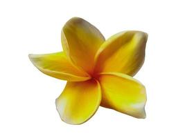 gul plumeria eller frangipani blomma isolerad på vit bakgrund foto