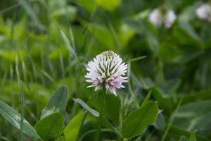 vit holländsk klöver trifolium repens. foto