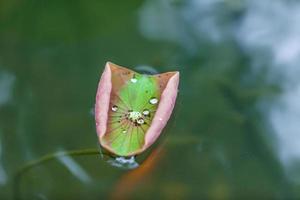 vattendroppar på lotusblad foto