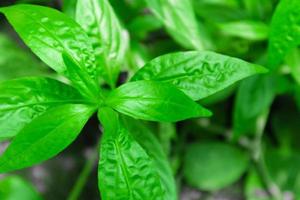 kariyat eller andrographis paniculata blad, traditionell thailändsk örtmedicin. foto