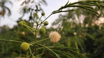 närbild blomma av vit popinac, blyträd, hästtamarind eller vild tamarind. foto