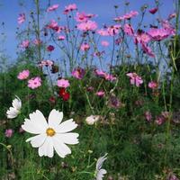 sommarfält med vita prästkragar som växer på blomäng. foto