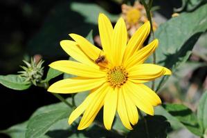 gul blomma i solen foto