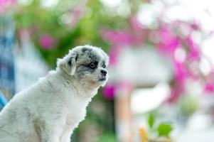 vit hundbild, söt fotografering, kärlekshundkoncept foto