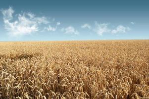 vetefält på en bakgrund av blå himmel foto