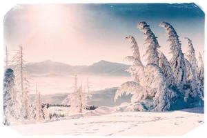 vinterlandskap med snö i bergen Karpaterna, ukraine.vin foto
