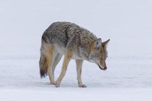 djurlivet i Yellowstone nationalpark. vild prärievarg jakt i snön. foto