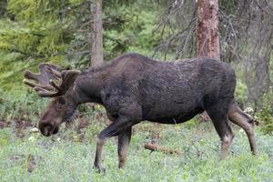 älg i Colorado klippiga bergen foto