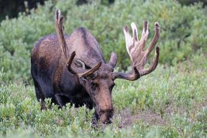 älg i Colorado klippiga bergen foto