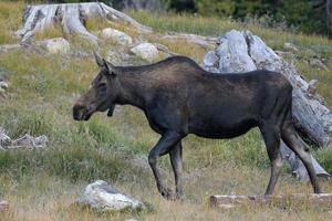 älg i Colorado klippiga bergen foto