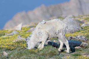 vilda bergsgetter i Colorado klippiga bergen foto