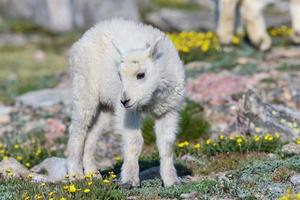 vilda bergsgetter i Colorado klippiga bergen foto