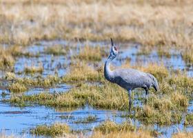 migrerande större sandhill tranor i Monte Vista, Colorado foto