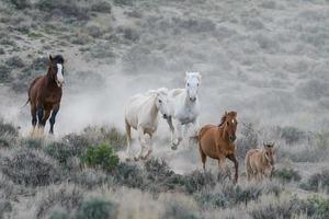vilda mustanghästar i Colorado foto