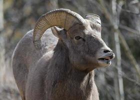 Colorado steniga berg bighorn får foto