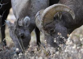 Colorado steniga berg bighorn får foto