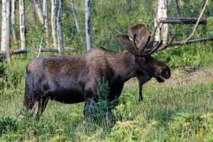 älg i Colorado klippiga bergen foto