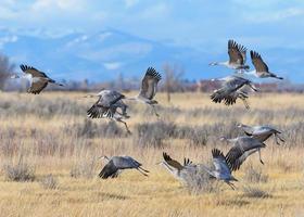 migrerande större sandhill tranor i Monte Vista, Colorado foto