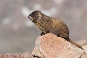 murmeldjur vilar på klippan på toppen av Mount Evans, Colorado foto