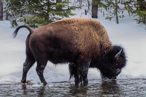 flock amerikansk bison, Yellowstone nationalpark. vinterscen. foto