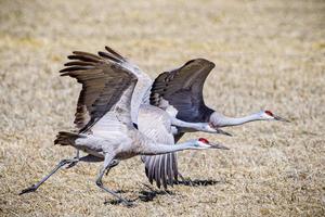 migrerande större sandhill tranor i Monte Vista, Colorado foto