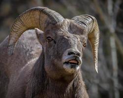 Colorado steniga berg bighorn får foto