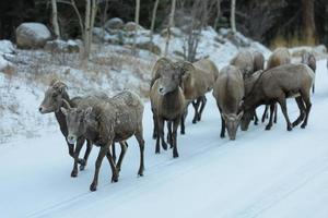 Colorado steniga berg bighorn får foto